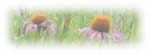 coneflower