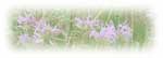 horsemint
